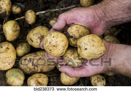Stock Image - Hands of gardener holding potatoes. Fotosearch