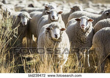 Herd of sheep View Large Photo Image Stock Image - Herd of sheep. Fotosearch