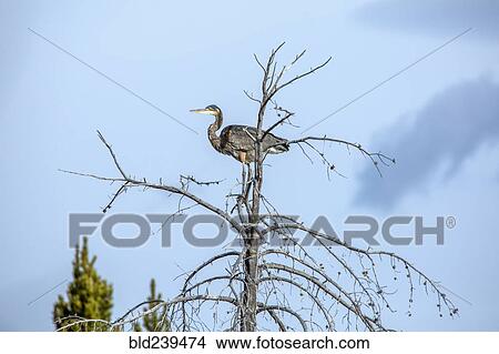 Heron standing on tree branch View Large Photo Image Picture - Heron standing on tree branch. Fotosearch