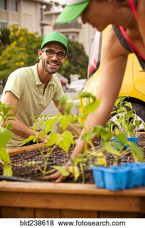 Hispanic couple planting in raised garden View Large Photo Image Stock Photo - Hispanic couple planting in raised garden. Fotosearch