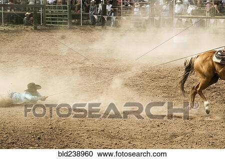 Stock Image - Horse dragging cowboy by rope in rodeo. Fotosearch