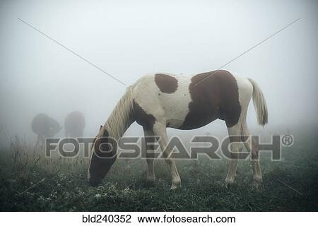 Horse grazing in foggy pasture View Large Photo Image Stock Image - Horse grazing in foggy pasture. Fotosearch