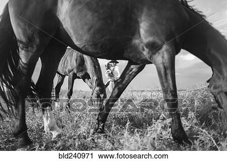 Horses framing distant Caucasian couple kissing View Large Photo Image Stock Image - Horses framing distant Caucasian couple kissing. Fotosearch
