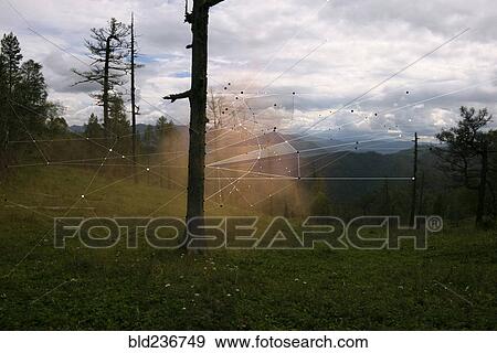 Stock Photo - Interconnected laser beams between trees. Fotosearch