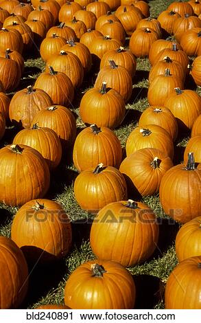 Large group of pumpkins View Large Photo Image Stock Image - Large group of pumpkins. Fotosearch