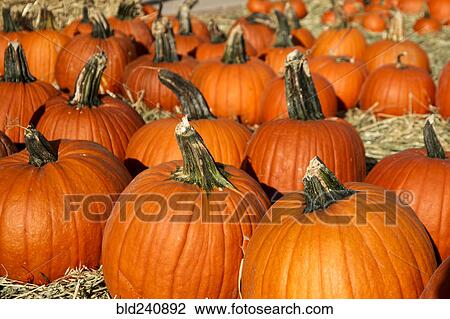 Large group of pumpkins View Large Photo Image Stock Image - Large group of pumpkins. Fotosearch