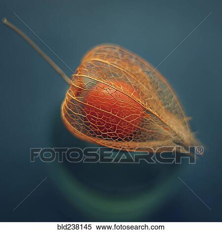 Stock Photography - Leaf surrounding berry. Fotosearch