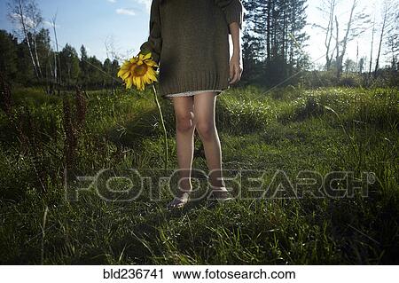 Low section of Caucasian girl wearing sweater holding sunflower View Large Photo Image Stock Image - Low section of Caucasian girl wearing sweater holding sunflower. Fotosearch