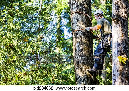 Man wearing harness climbing tree View Large Photo Image Stock Image - Man wearing harness climbing tree. Fotosearch