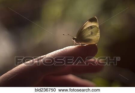 Moth standing on finger of Caucasian woman View Large Photo Image Stock Image - Moth standing on finger of Caucasian woman. Fotosearch