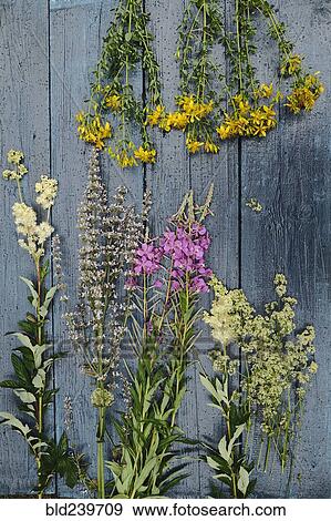 Stock Photo - Multicolor flowers laying on wooden table. Fotosearch