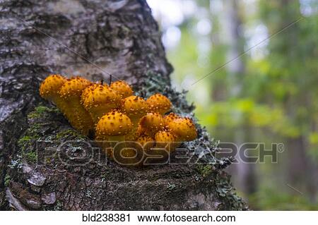 Orange mushrooms growing on tree View Large Photo Image Stock Image - Orange mushrooms growing on tree. Fotosearch