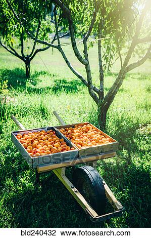 Peaches in wheelbarrow near trees View Large Photo Image Stock Image - Peaches in wheelbarrow near trees. Fotosearch