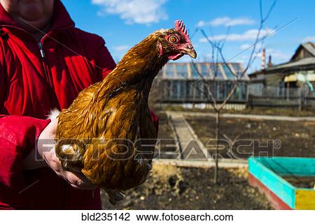 Person holding chicken on farm View Large Photo Image Stock Image - Person holding chicken on farm. Fotosearch