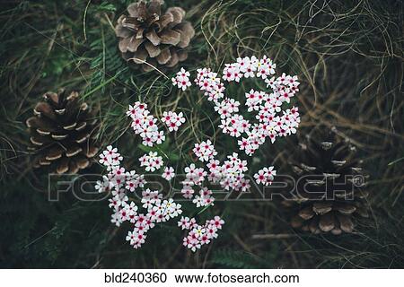 Pine cones and flowers in grass View Large Photo Image Stock Image - Pine cones and flowers in grass. Fotosearch