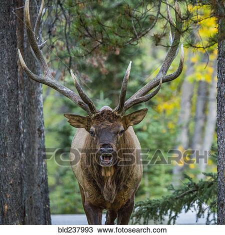 Portrait of elk near road View Large Photo Image Stock Image - Portrait of elk near road. Fotosearch