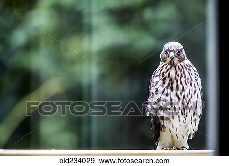Portrait of hawk standing in window View Large Photo Image Stock Photo - Portrait of hawk standing in window. Fotosearch