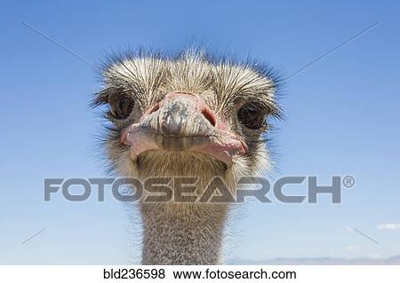 Portrait of ostrich View Large Photo Image Stock Photo - Portrait of ostrich. Fotosearch