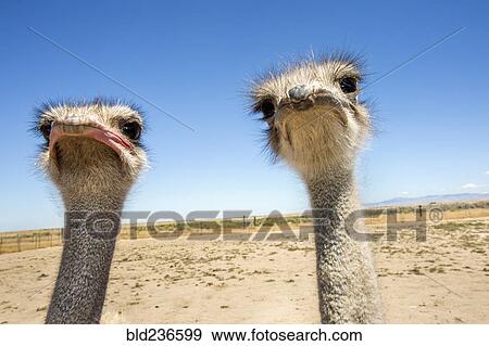 Portrait of ostriches View Large Photo Image Stock Photo - Portrait of ostriches. Fotosearch