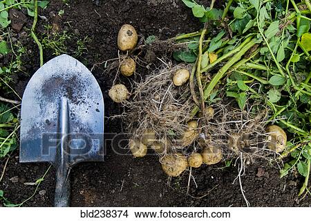 Potatoes and shovel in garden dirt View Large Photo Image Picture - Potatoes and shovel in garden dirt. Fotosearch