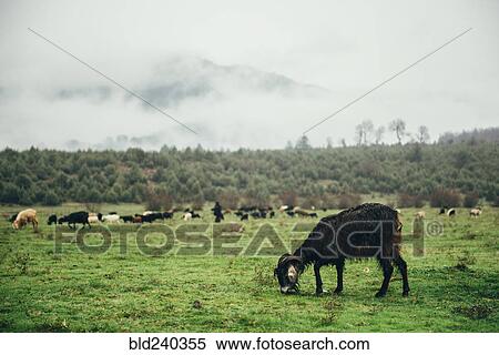 Ram grazing in green pasture View Large Photo Image Stock Photography - Ram grazing in green pasture. Fotosearch