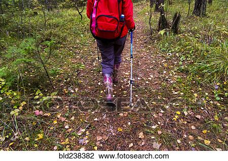 Stock Image - Rear view of woman hiking in woods. Fotosearch