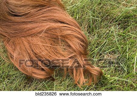 Red hair of Caucasian girl laying in grass View Large Photo Image Stock Photograph - Red hair of Caucasian girl laying in grass. Fotosearch