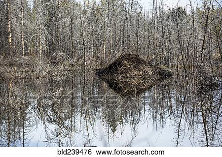 Reflection of dam and trees in lake View Large Photo Image Stock Photograph - Reflection of dam and trees in lake. Fotosearch