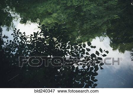 Reflection of green leaves in still water View Large Photo Image Stock Photo - Reflection of green leaves in still water. Fotosearch