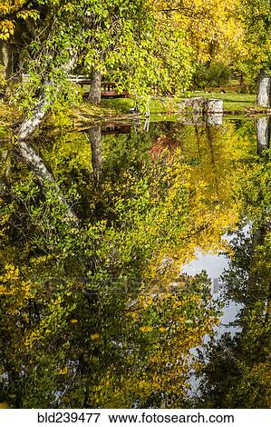 Reflection of trees in lake View Large Photo Image Stock Photo - Reflection of trees in lake. Fotosearch