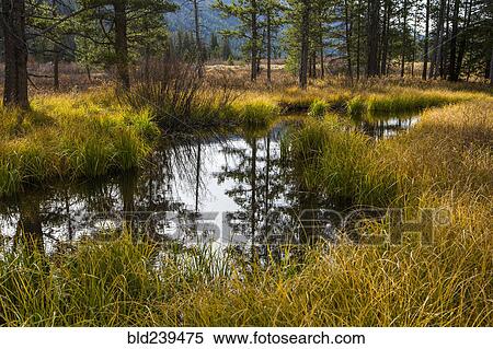 Reflection of trees in river View Large Photo Image Stock Photography - Reflection of trees in river. Fotosearch