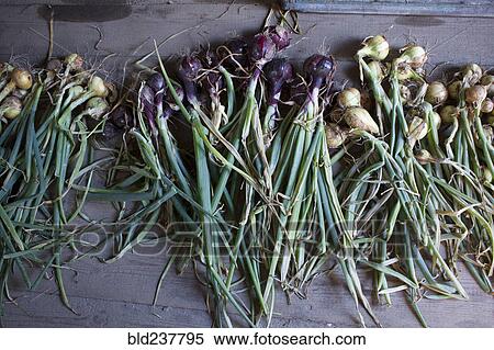Stock Photography - Root vegetables on wooden table. Fotosearch