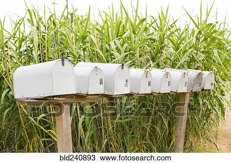 Stock Image - Row of mailboxes near corn stalks. Fotosearch