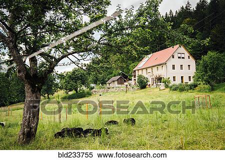 Stock Photography - Sheep laying in field near house. Fotosearch