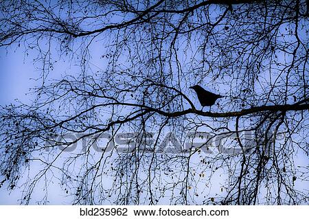 Stock Image - Silhouette of bird on tree branch. Fotosearch
