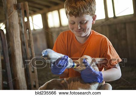 Stock Photograph - Smiling Caucasian boy feeding bottle to lamb. Fotosearch