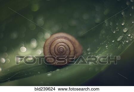 Picture - Snail on wet leaf. Fotosearch