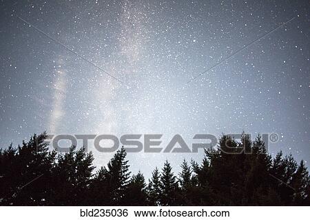 Stock Photograph - Stars in night sky over trees. Fotosearch