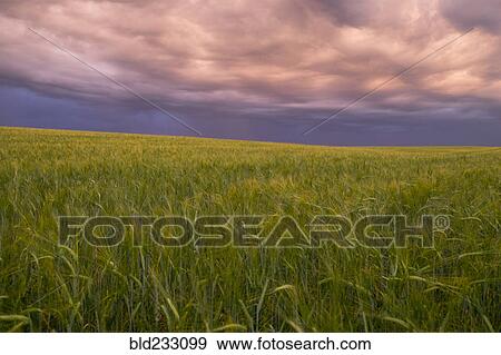 Storm clouds over field of tall grass View Large Photo Image Stock Photo - Storm clouds over field of tall grass. Fotosearch