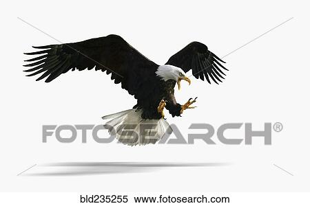 Studio shot of fierce eagle flying View Large Photo Image Stock Photography - Studio shot of fierce eagle flying. Fotosearch