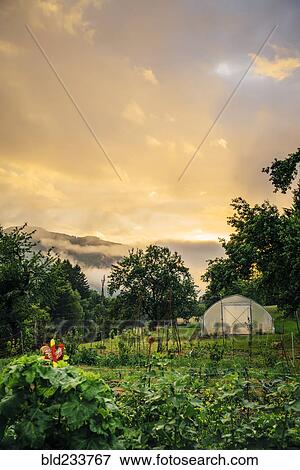 Stock Photo - Sunset over greenhouse and garden. Fotosearch