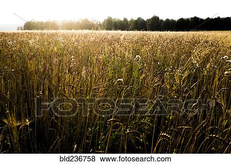 Tall grass in sunny field View Large Photo Image Stock Photo - Tall grass in sunny field. Fotosearch