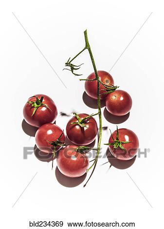 Tomatoes on vine View Large Photo Image Stock Photo - Tomatoes on vine. Fotosearch