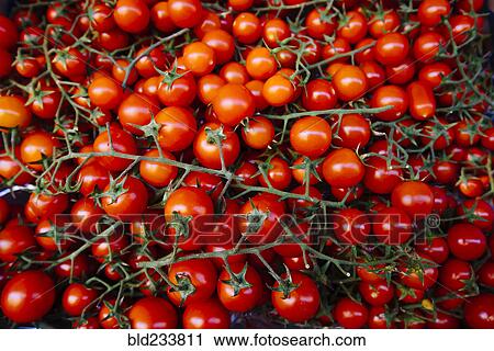 Tomatoes on vines View Large Photo Image Stock Image - Tomatoes on vines. Fotosearch