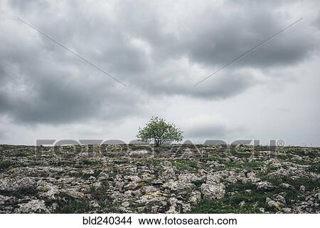 Picture - Tree in rocky landscape under clouds. Fotosearch