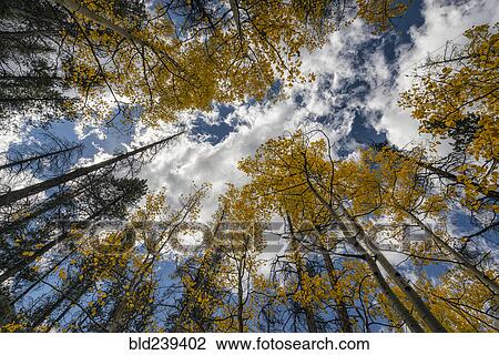 Stock Image - Trees in autumn under cloudy sky. Fotosearch