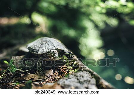 Stock Photo - Turtle on rock. Fotosearch