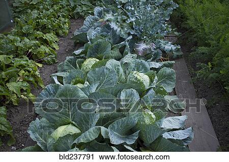 Stock Image - Vegetable garden. Fotosearch