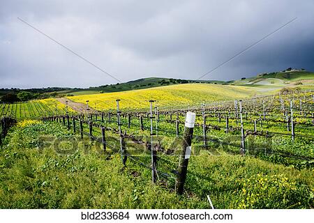 Picture - Vineyard on green rolling landscape. Fotosearch