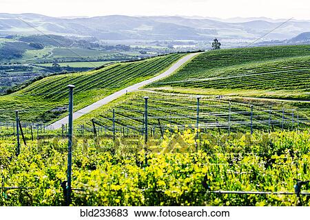 Stock Image - Vineyard on green rolling landscape. Fotosearch